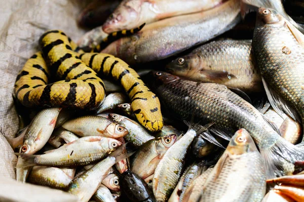 Pesce fresco al mercato dei frutti di mare — Foto Stock