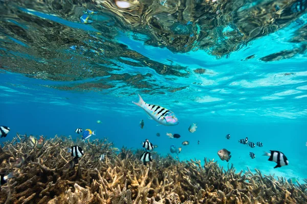 Coral reef underwater — Stock Photo, Image