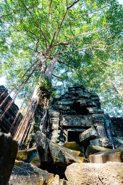 Ta prohm-templet — Stockfoto