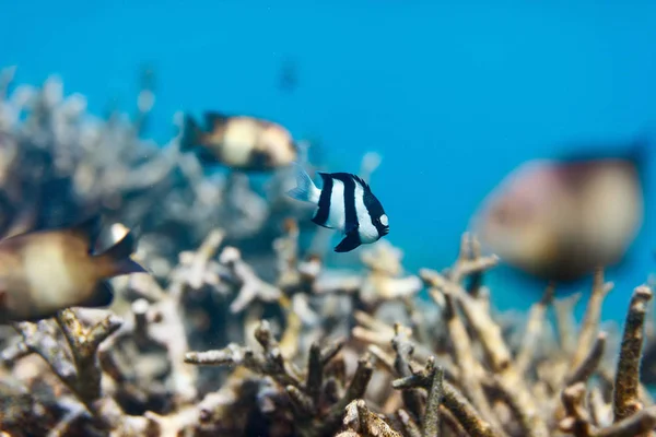 Coral reef víz alatti — Stock Fotó