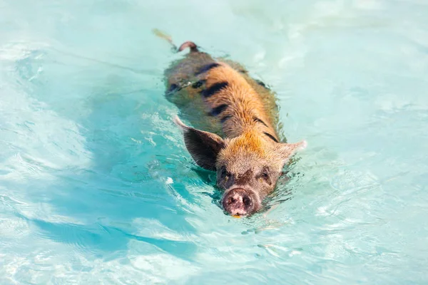 Swimming pigs of Exumas — Stock Photo, Image