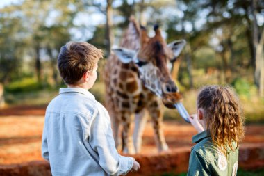 Kids feeding giraffe in Africa clipart