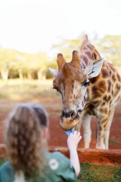 Little girl feeding giraffe — Stock Photo, Image