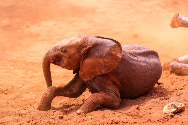Слон в сафари-парке — стоковое фото