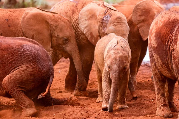 Elefante nel parco safari — Foto Stock