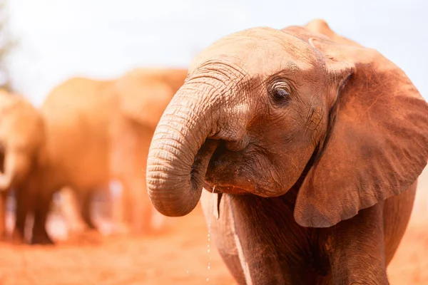 Elefant i safari park — Stockfoto