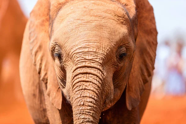 Elefante no parque de safári — Fotografia de Stock