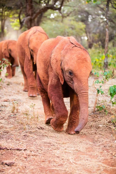 Elefant i safari park — Stockfoto