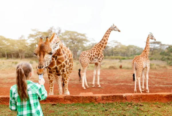 Little girl feeding giraffes — Stock Photo, Image