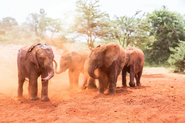 Elefanten im Safaripark — Stockfoto