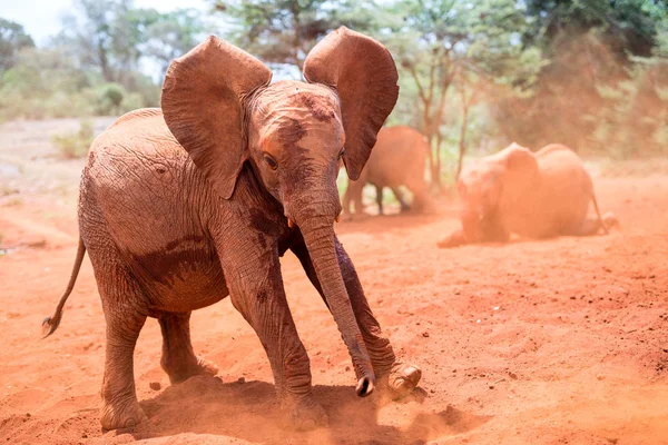 Elefante bebé en baño de lodo — Foto de Stock