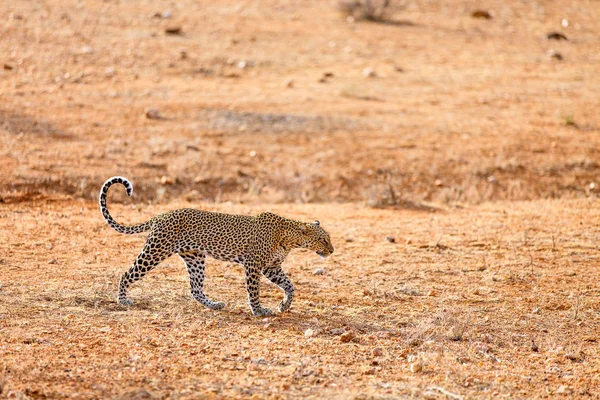 Wilder leopard in afrika — Stockfoto