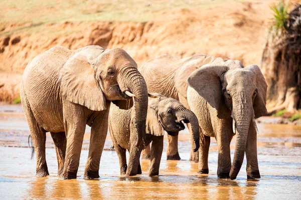 Elefanti acqua potabile — Foto Stock