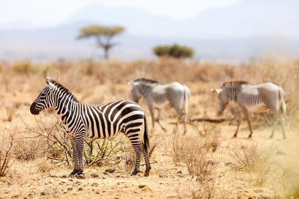 Grevys zebra in Samburu, Kenia — Stockfoto