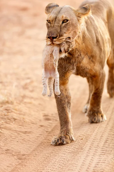 Vrouwelijke leeuw met cub — Stockfoto