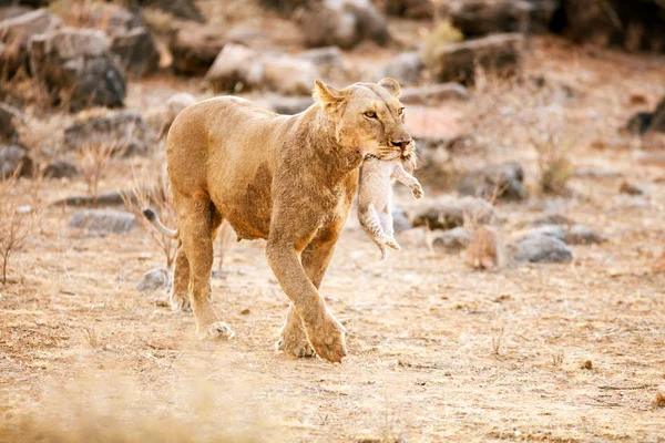 Vrouwelijke leeuw met cub — Stockfoto