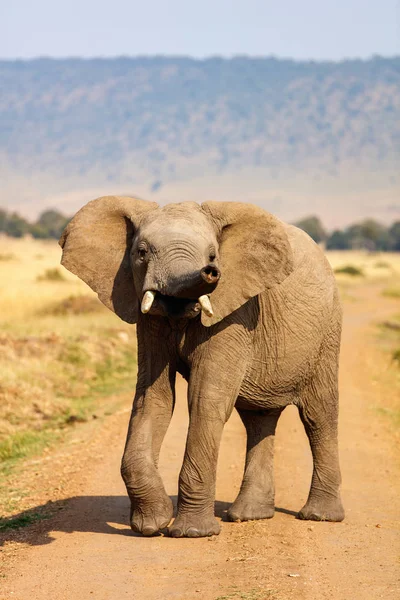 Éléphant dans le parc safari — Photo