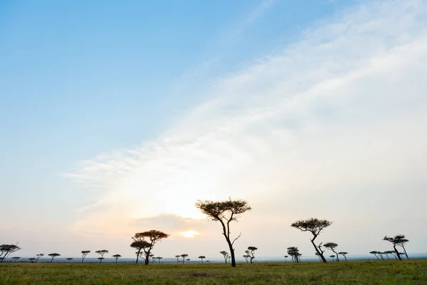 Masai Mara at sunset — Stock Photo, Image