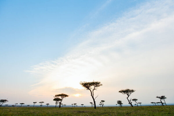 Beautiful landscape of Masai Mara at sunset