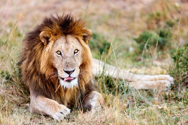 Muž Lev v Africe — Stock fotografie