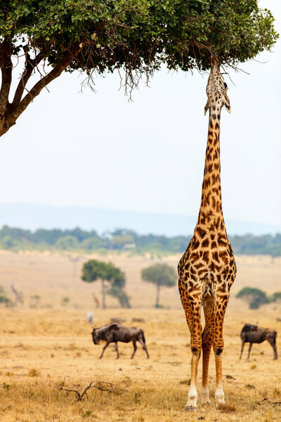 Giraffe in Masai Mara safari park in Kenya Africa