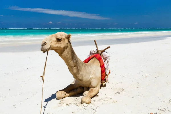 Верблюд на красивом тропическом пляже — стоковое фото