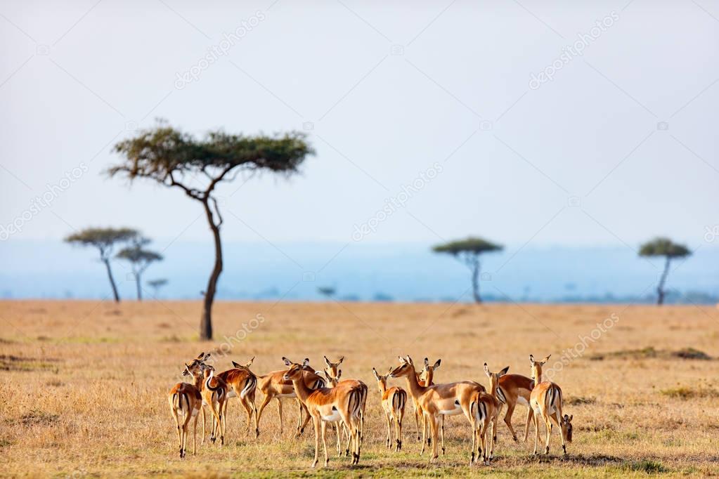 Group of impala antelopes
