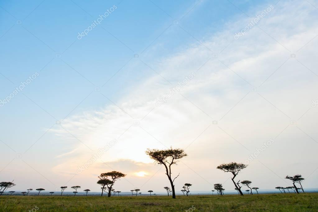 Masai Mara at sunset