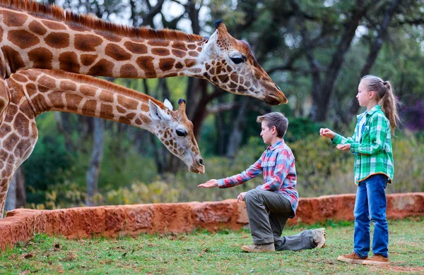 Crianças alimentando girafa na África — Fotografia de Stock