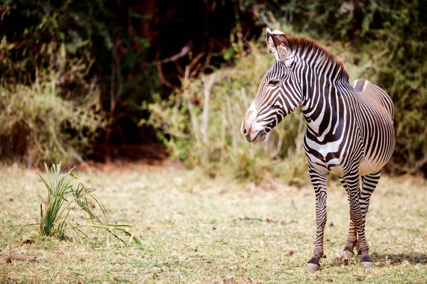 Гревисская зебра в Самбуру — стоковое фото