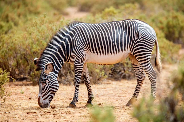 Grevys ζέβρα στην Κένυα Samburu — Φωτογραφία Αρχείου