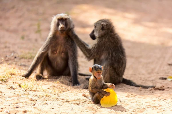 Família de macacos babuínos — Fotografia de Stock