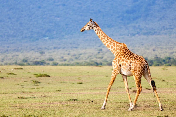 Žirafa v safari parku — Stock fotografie