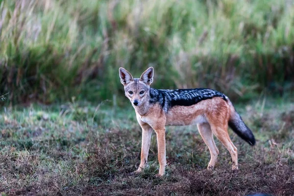 Jackal in safari park — Stock Photo, Image