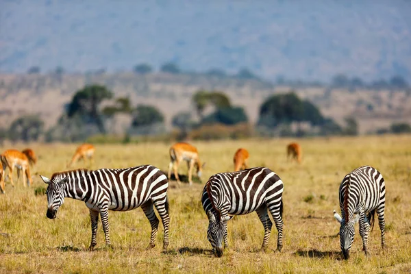 Zebre nel parco safari — Foto Stock