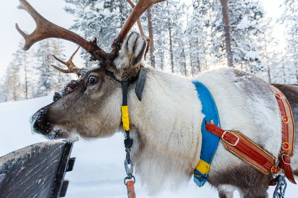 Rendieren in een winter forest — Stockfoto