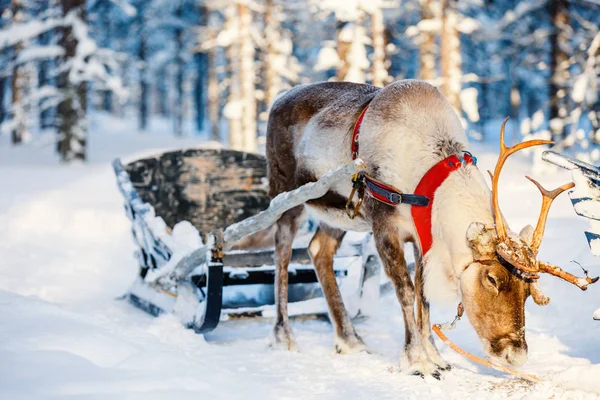 Rendier safari in Lapland — Stockfoto