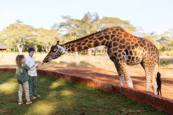 Kids feeding giraffe in Africa — Stock Photo, Image