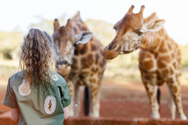 Little girl feeding giraffes — Stock Photo, Image