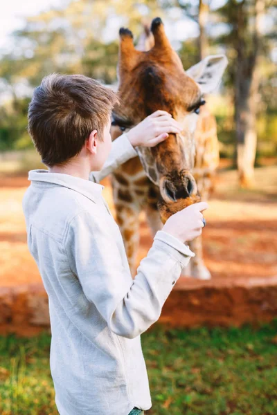 Young boy feeding giraffe — Stock Photo, Image