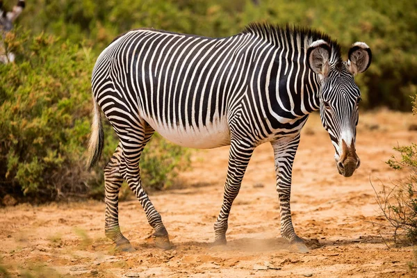 Grevys zebra in Samburu Kenya — Stock Photo, Image