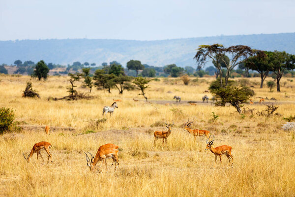 Group of impala antelopes and zebras in savanna in Masai Mara safari park Kenya