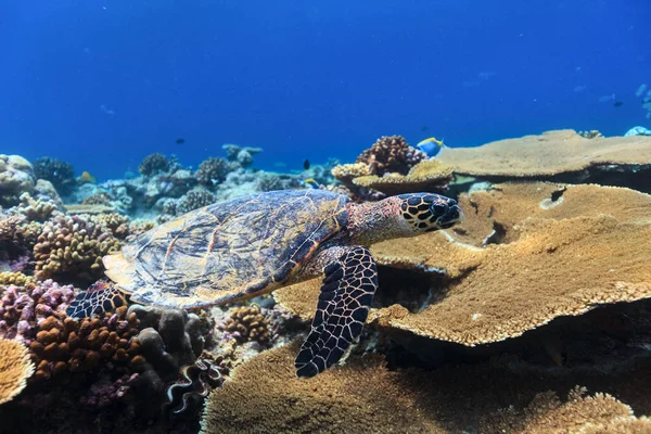 Schildkröte schwimmt unter Wasser — Stockfoto