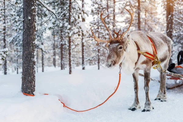 Reindeer safari in Lapland — Stock Photo, Image