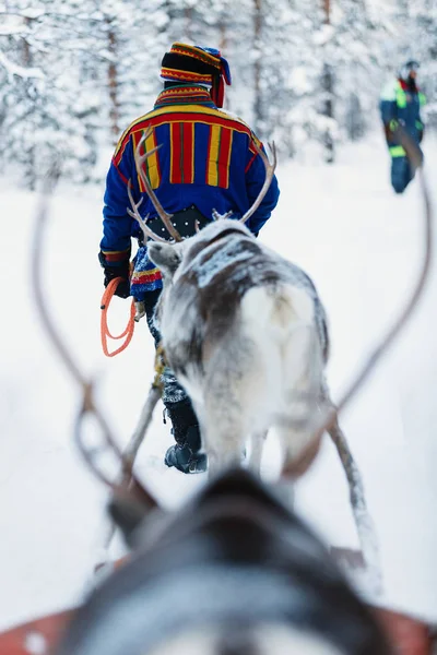 Renar i en vinter skog — Stockfoto