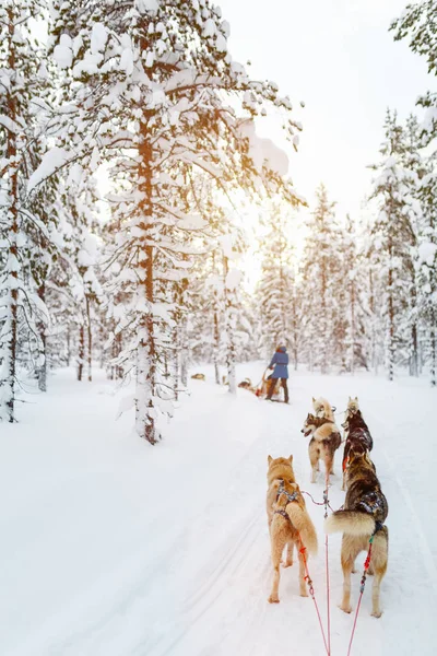 Rodeln mit Husky-Hunden — Stockfoto