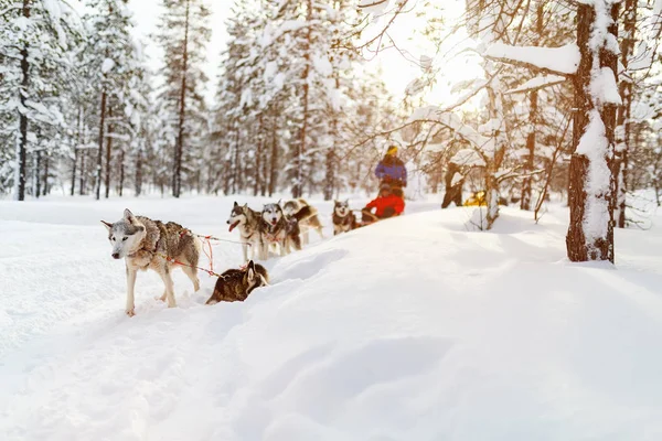 Sledding with husky dogs — Stock Photo, Image