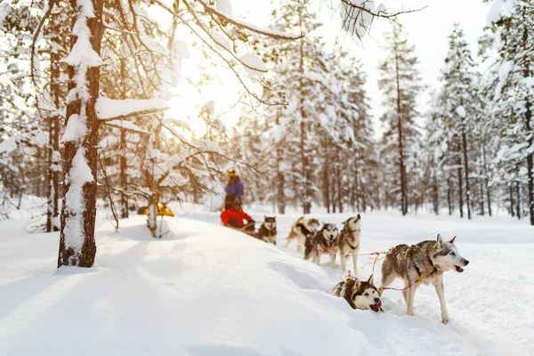 Spřežení se psy husky — Stock fotografie