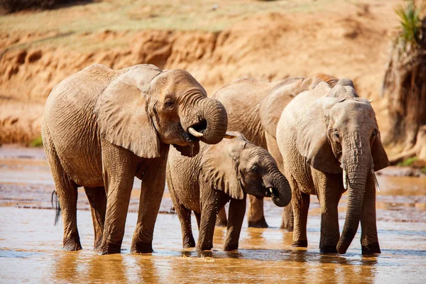Elefanti acqua potabile — Foto Stock