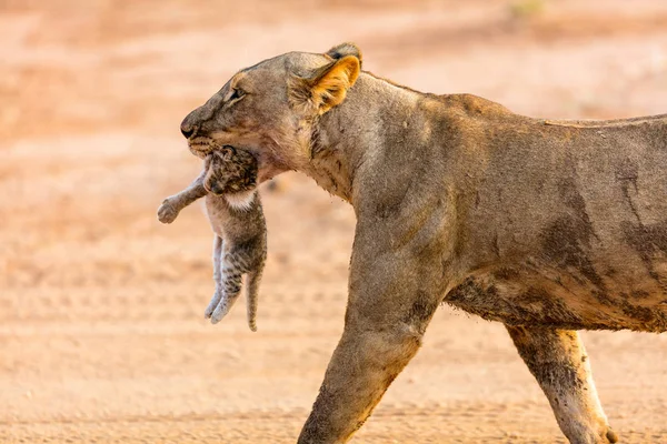 Θηλυκό λιοντάρι με cub — Φωτογραφία Αρχείου